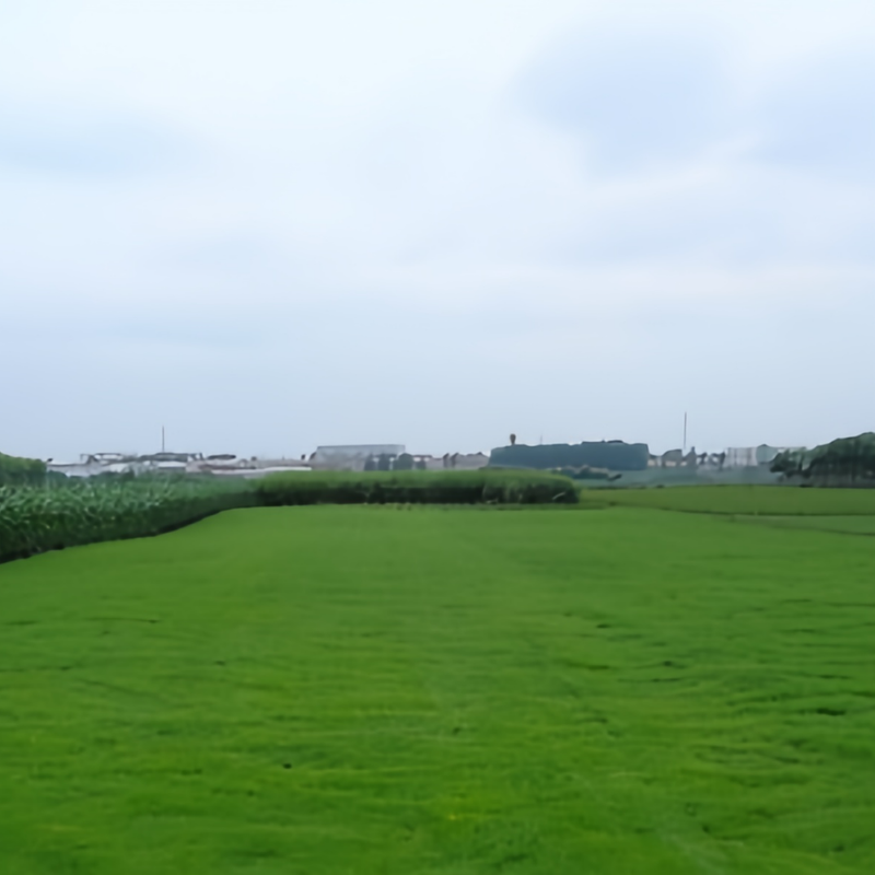 Nuglade Seeds - Larger Packet High Germination 1/4-1/2LB Onsaleseeds