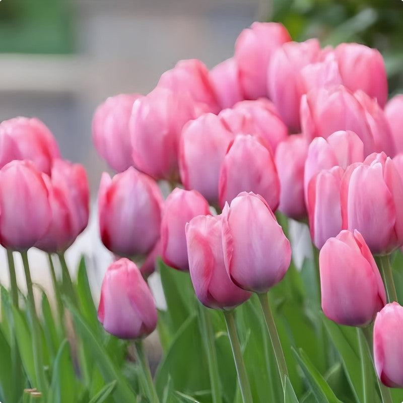 Tulip Bulbs - Concept Impression