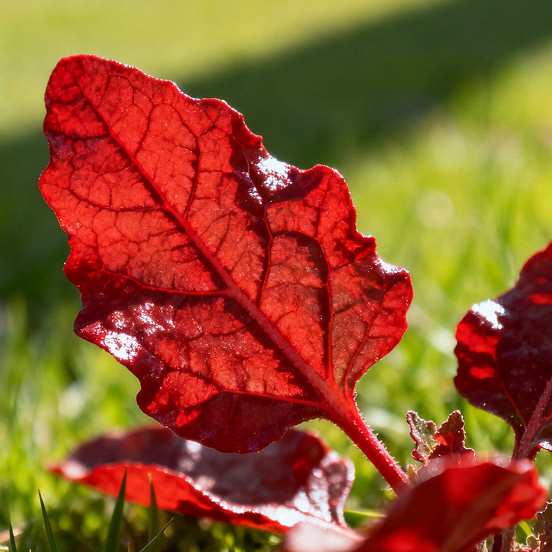 Atriplex Horuensis Seeds Red up to 50% Large Pack · 3000-15000 Seeds