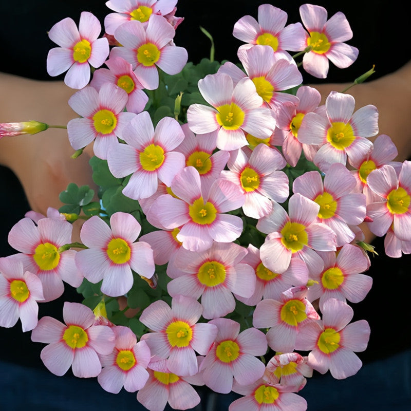 Oxalis Bulbs - Cherry Stone