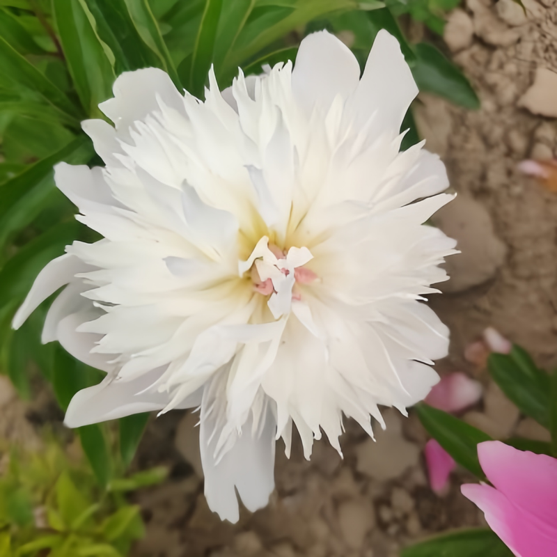 Peony Phoenix Plumes Bulbs up to 50%