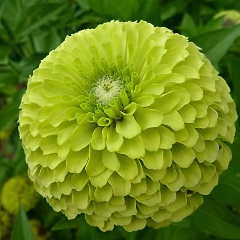 Zinnia Elegans Seeds - Green Larger Packet High Germination 300-1500 Onsaleseeds