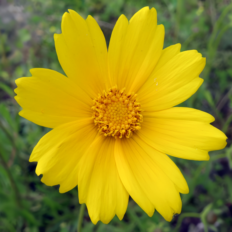 C.lanceolata Seeds - Yellow Single Petal Larger Packet High Germination 900-4500 Onsaleseeds