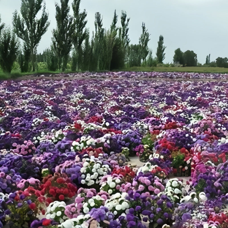 China Aster Seeds - Mix Five Colors Larger Packet High Germination 2500-5000 Onsaleseeds