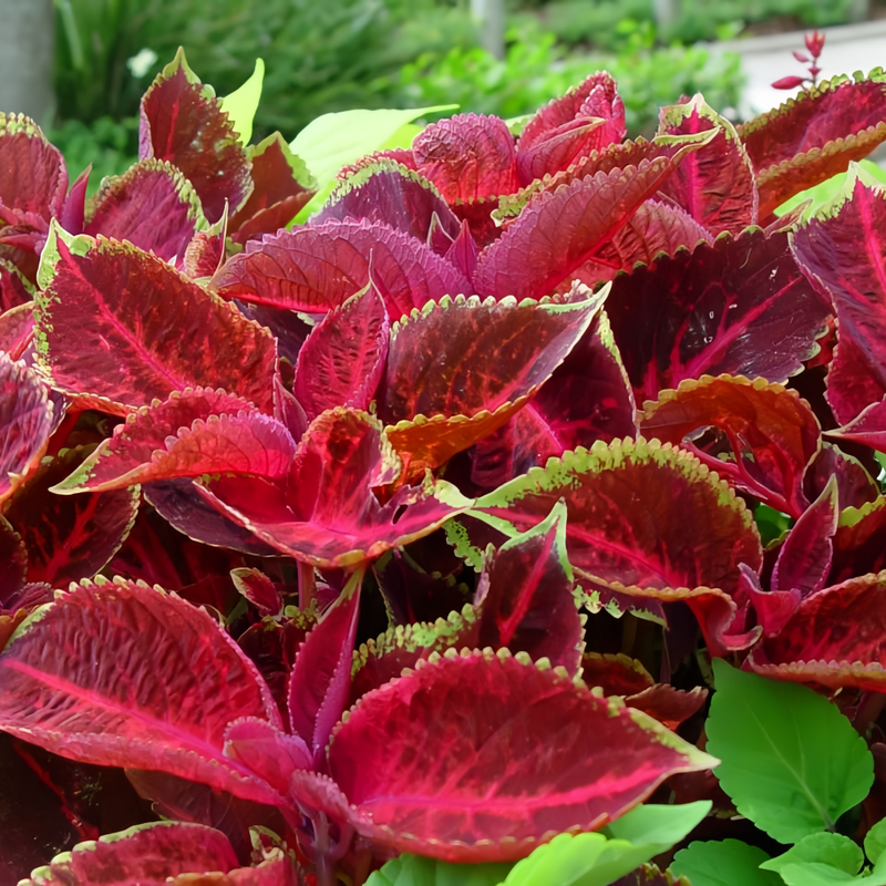 Coleus Seeds - Lace Red Heart Larger Packet High Germination 1200-6000 Onsaleseeds