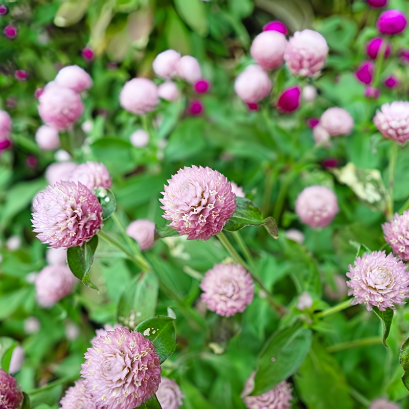 Gomphrena Globosa Seeds - Pink Larger Packet High Germination 600-3000 Onsaleseeds