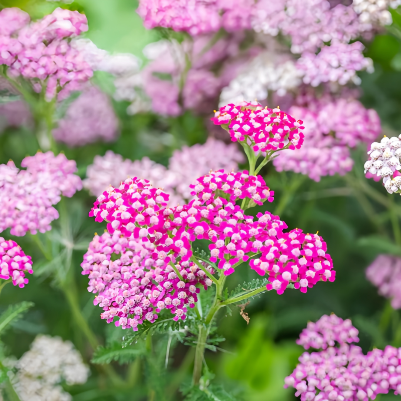 Yarrow Seeds - Pink Larger Packet High Germination 7500-38000 Onsaleseeds