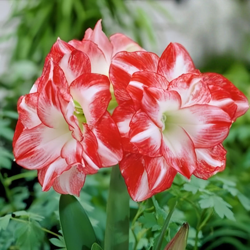 Amaryllis Bulbs - Flame Peacock