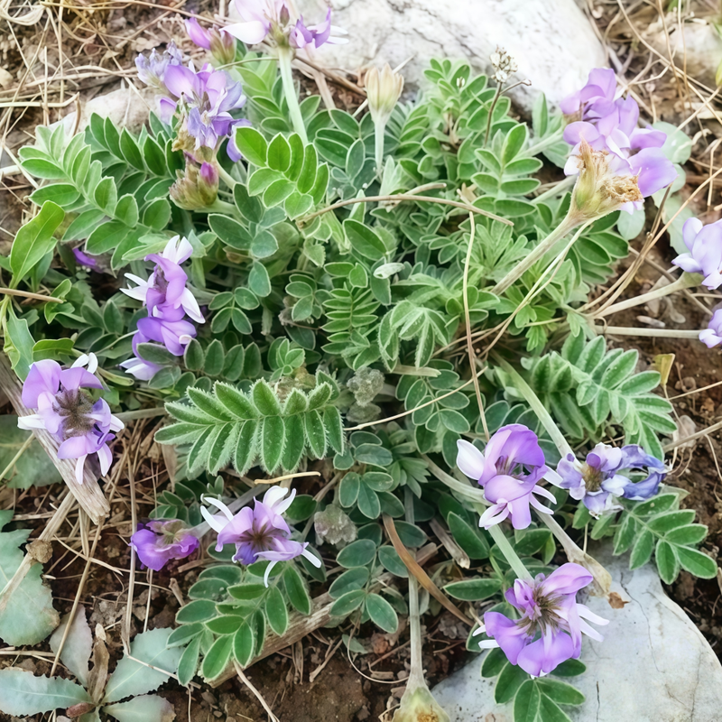 Manyflower Gueldenstaedtid Herb Seeds - Larger Packet High Germination 500-2000 Onsaleseeds