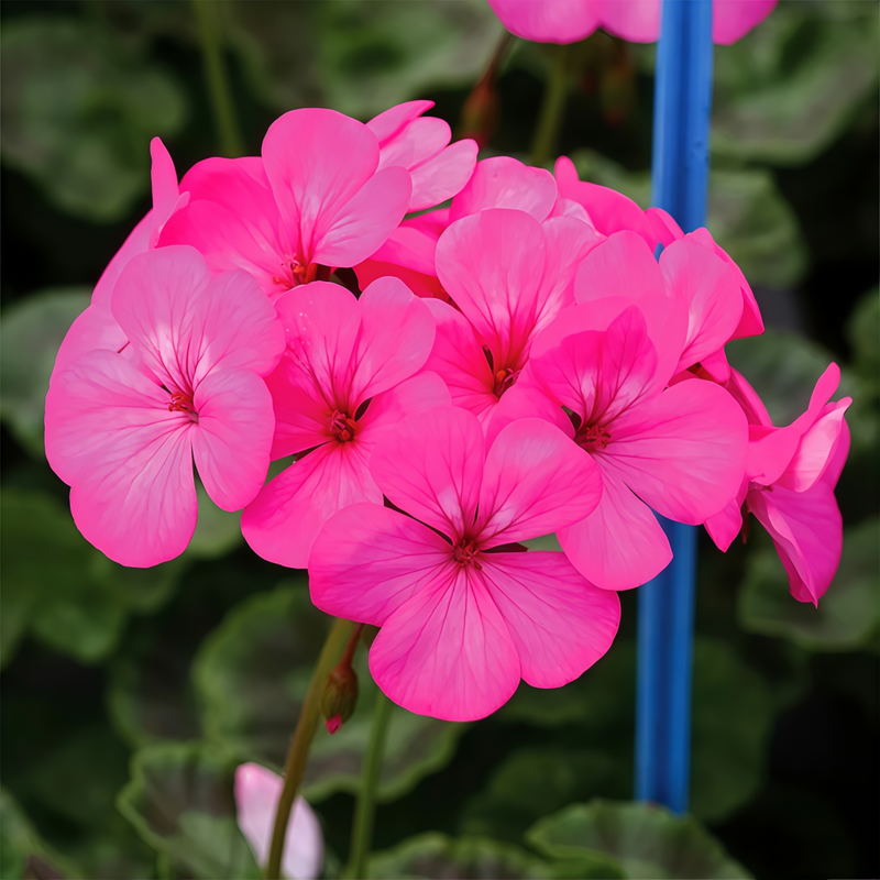 Pelargonium Pink Seeds up to 50%