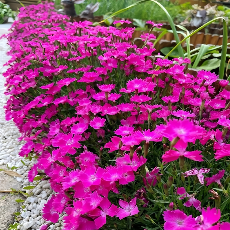 Dianthus Rose Red Seeds up to 50%