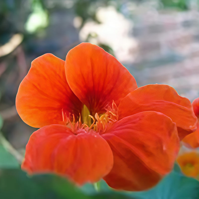 Nasturtium Seeds - Orange Larger Packet High Germination 260-1200 Onsaleseeds