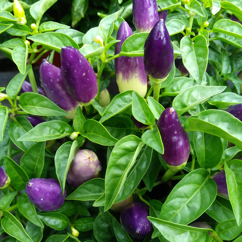 Capsicum Annuum Var. - Amethyst Larger Packet High Germination 600-3000 Onsaleseeds