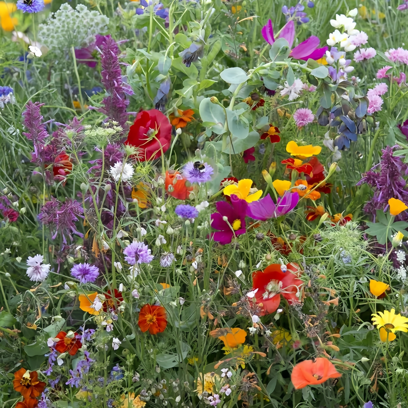 Wildflower Seeds - Multicolored Mix Includes Dwarf morning-glory, Coreopsis Tinctoria, Garden Verbena, etc.
