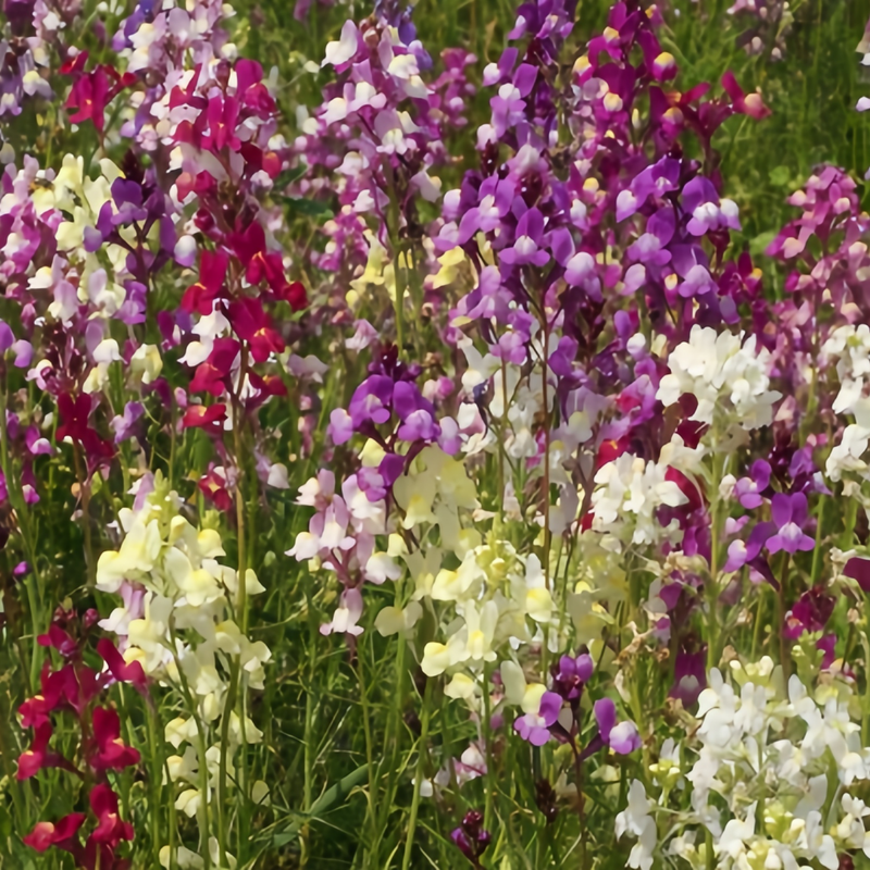 Linaria Vulgaris Subsp Seeds - Mix Larger Packet High Germination 6000-30000 Onsaleseeds