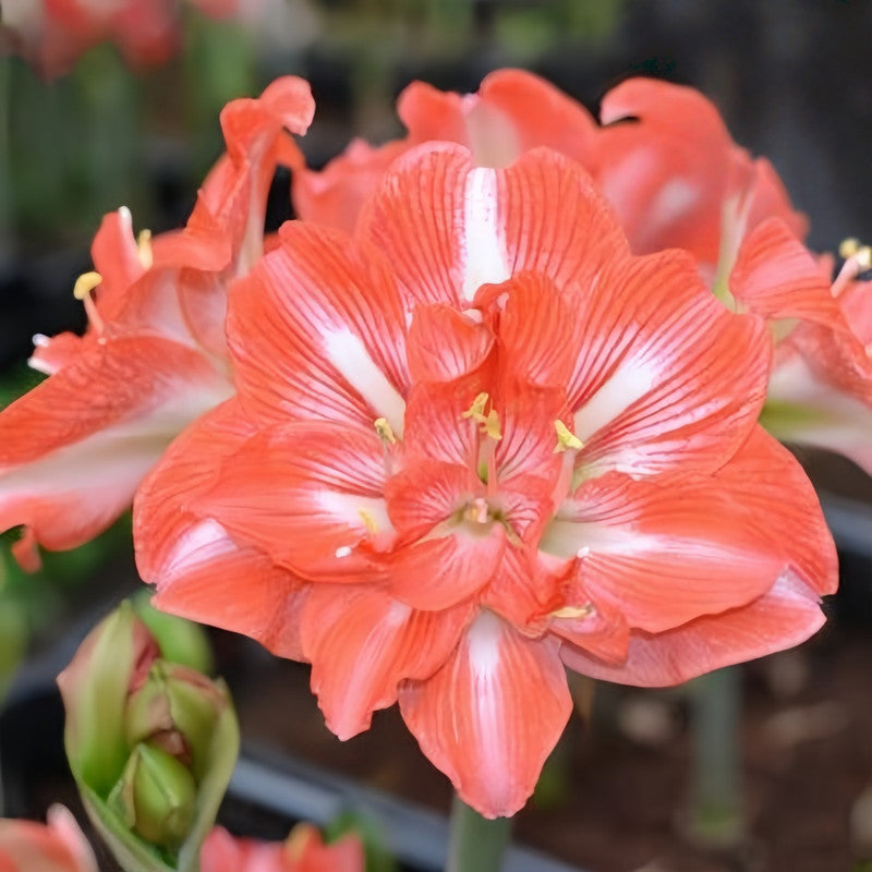 Amaryllis Bulbs - Sunshine Fairy
