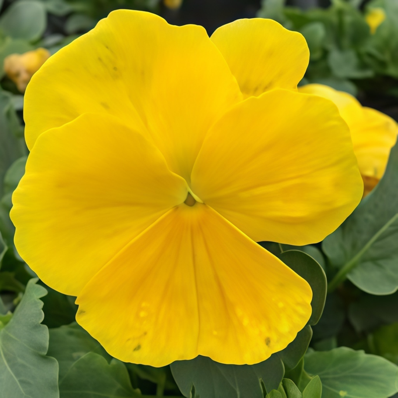 Viola Pure Yellow Seeds up to 50%