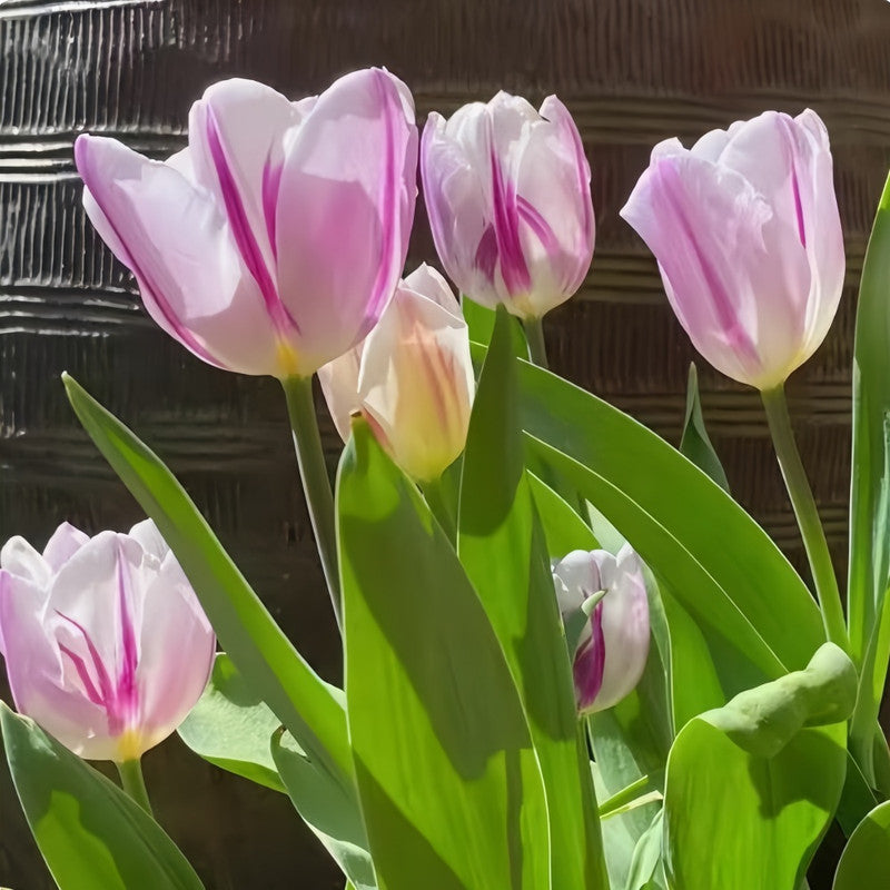 Tulip Bulbs - Dutch Beauty
