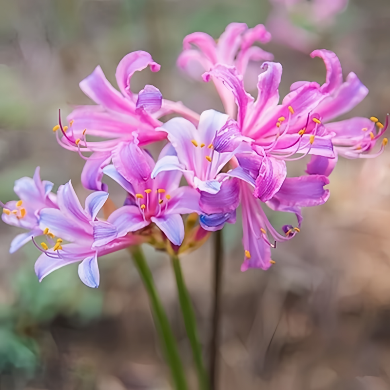 Red Spider Lily (Lycoris Radiata) Illusionary Scenery Bulbs up to 50%