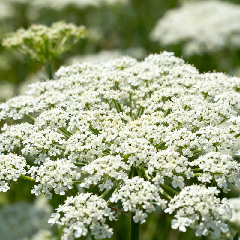 Ammi Visnaga Seeds White up to 50% Large Pack · 3000-15000 Seeds