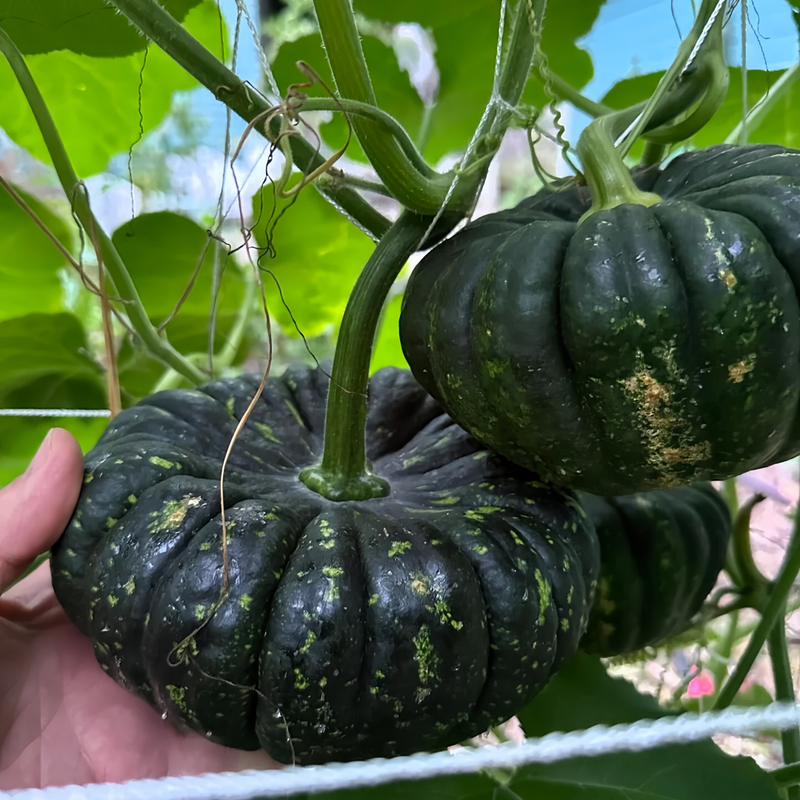 Cucurbita Moschata - Golden-Boy High Germination  Onsaleseeds