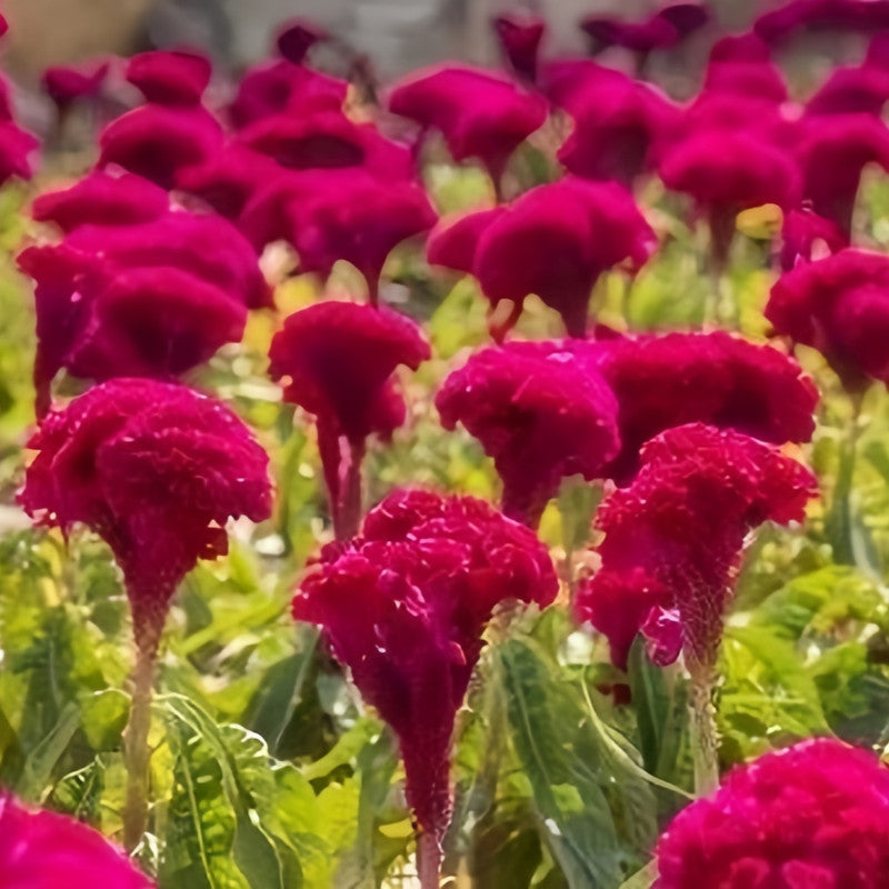 Celosia Cristata Seeds - Red Larger Packet High Germination 1500-7500 Onsaleseeds
