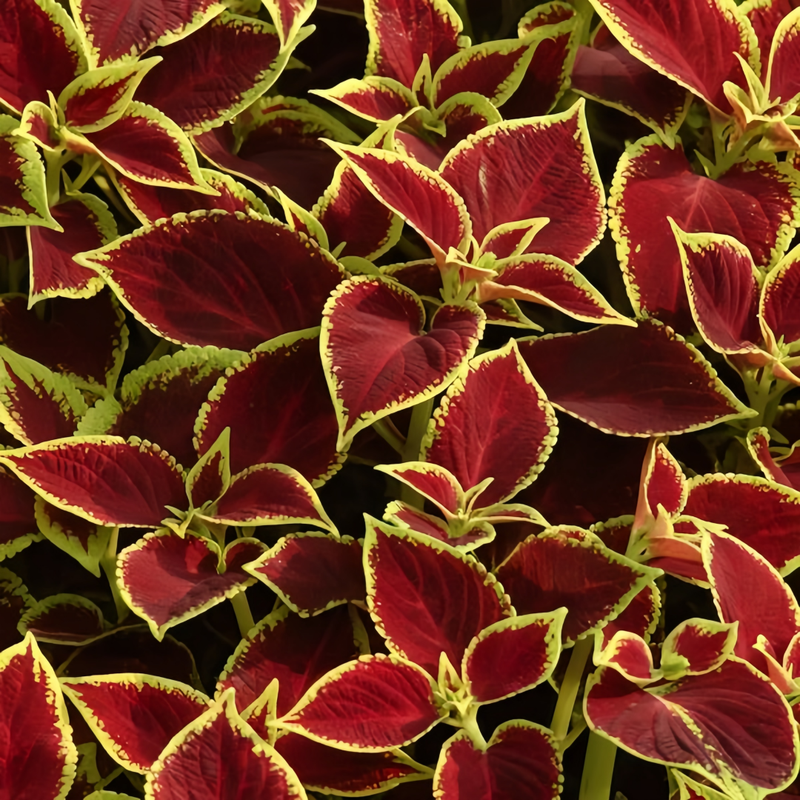 Coleus Red Leaves With Yellow Edges Seeds uo to 50%