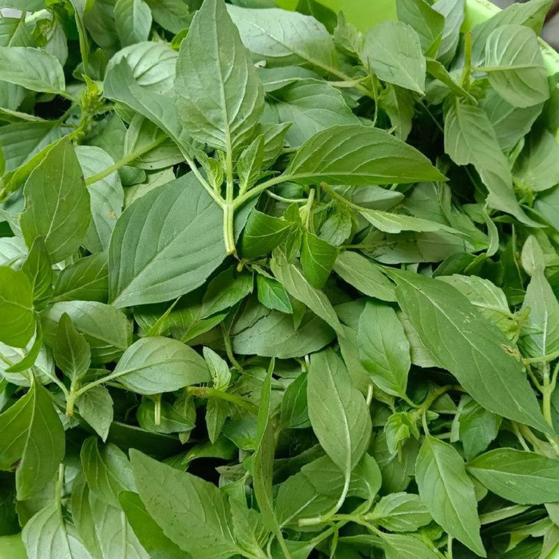 Nepeta Cataria L. Seeds - Larger Packet High Germination 5000-25000 Onsaleseeds