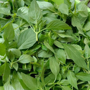 Catnip Seeds