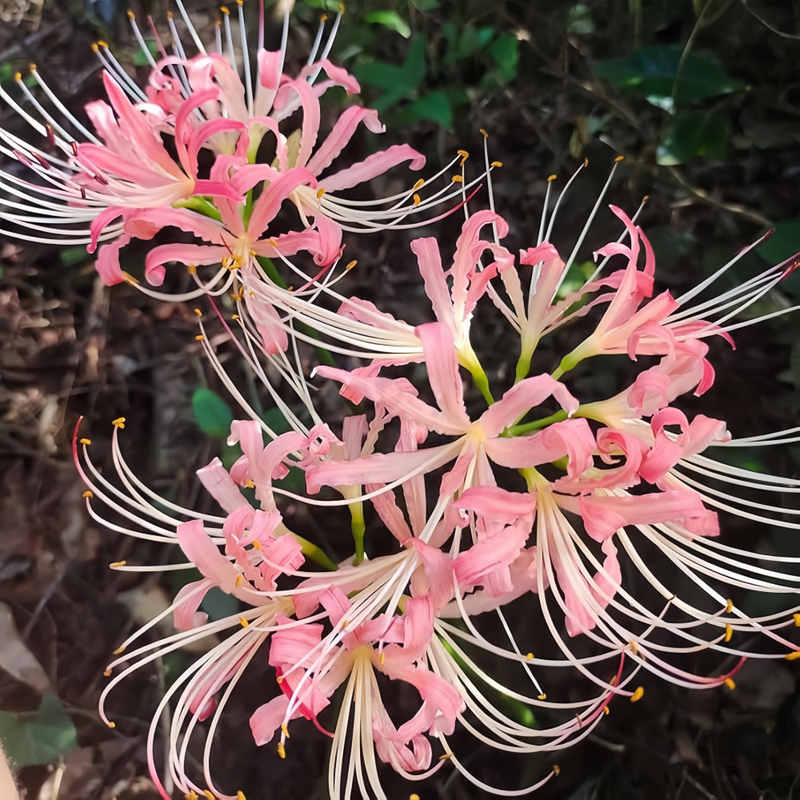 Red Spider Lily (Lycoris Radiata) Pink Bulbs up to 50%