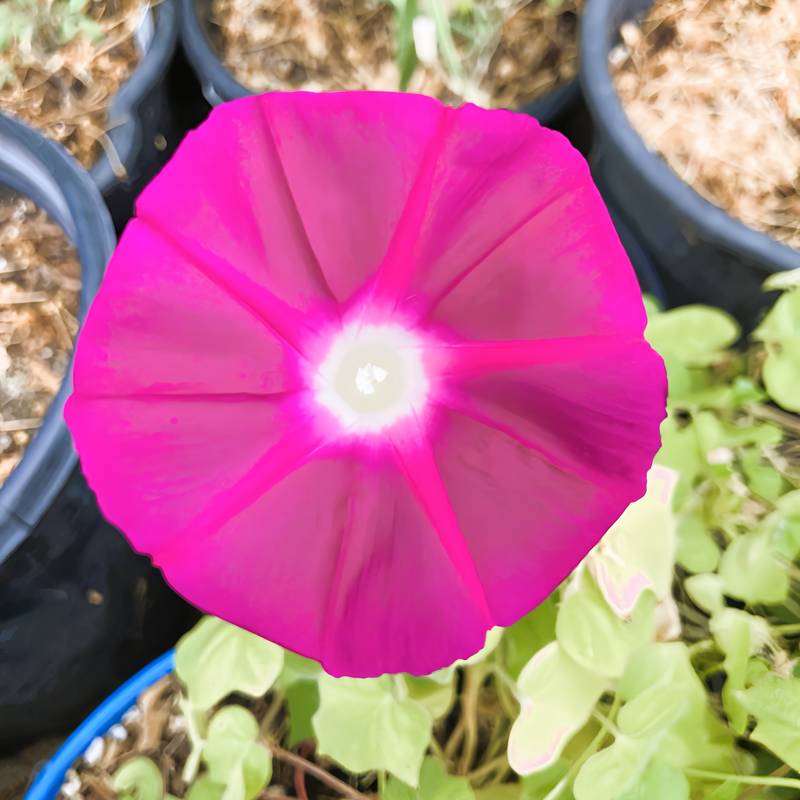 Ipomoea Seeds - Rose Red Larger Packet High Germination 200-5000 Onsaleseeds