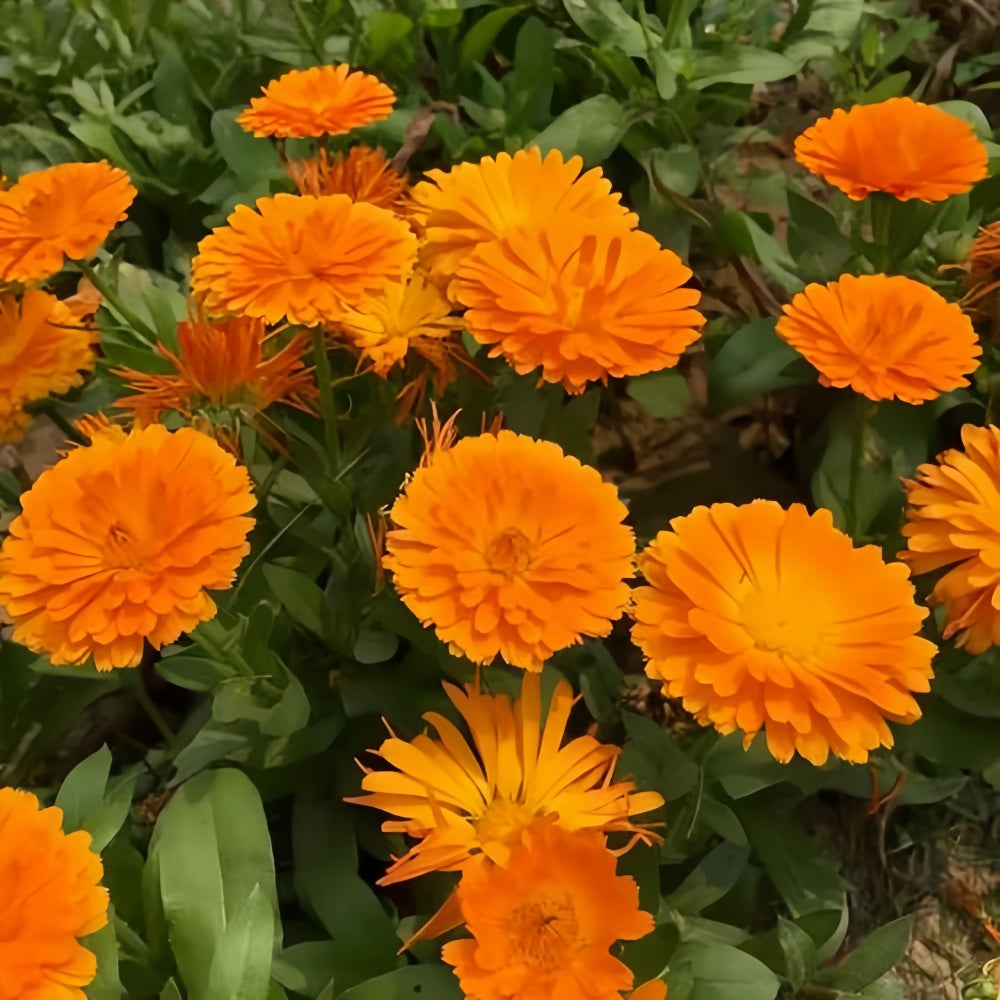 Calendula Officinalis Orange Red Seeds up to 50%