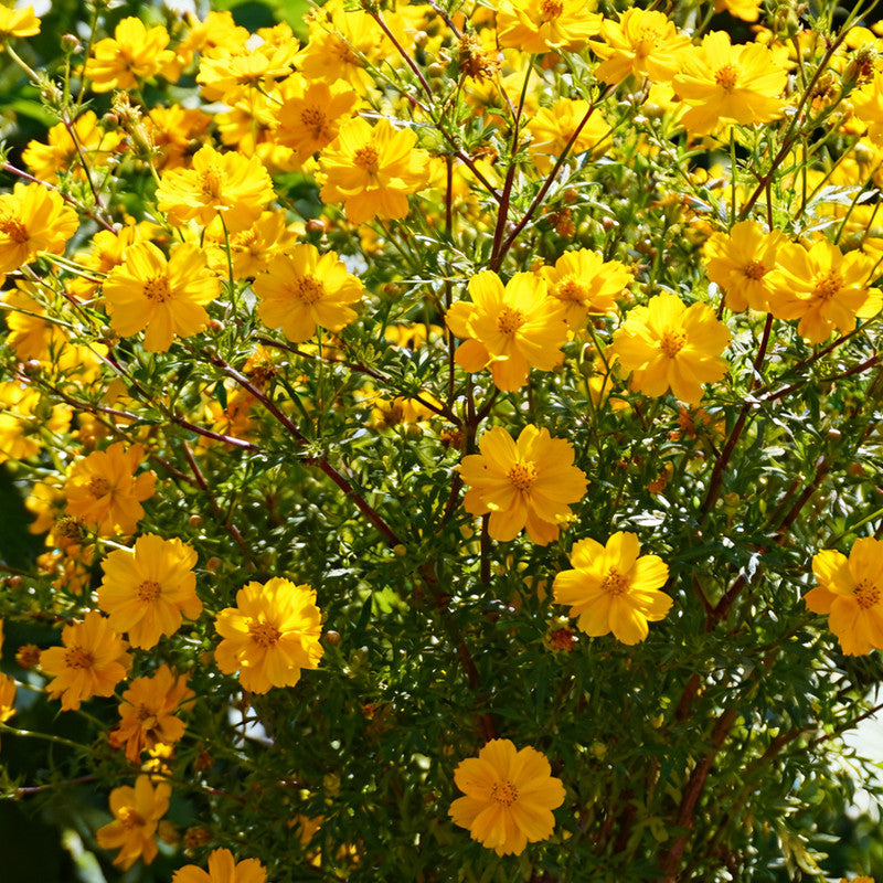 Bidens Seeds Yellow up to 50% Large Pack · 7200-720000 Seeds