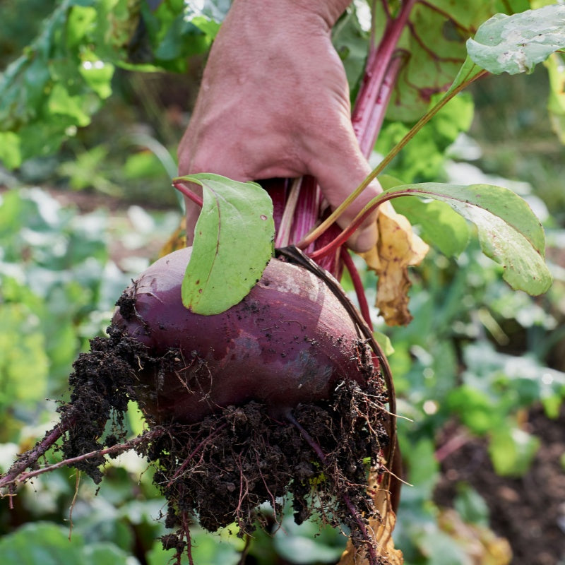 Red Beetroot Seeds up to 50%