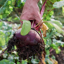 Red Beet Seeds