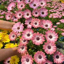 Osteospermum Seeds