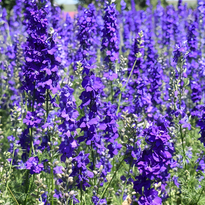 Salvia Splendens Ker-Gawler Blue Seeds up to 50%