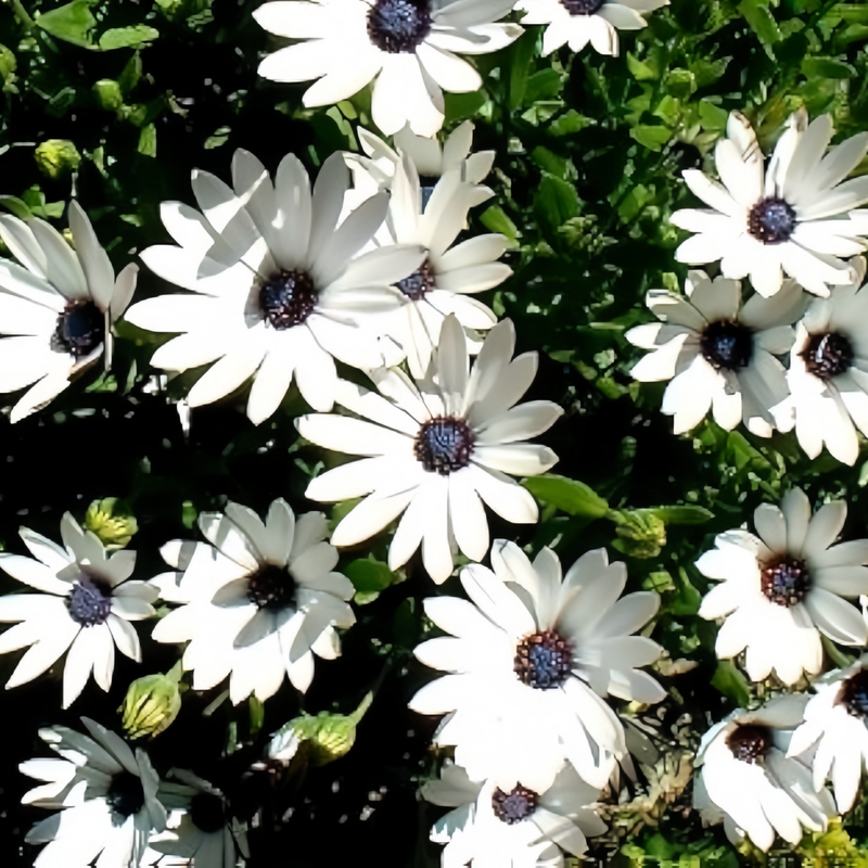 Cape Daisy Seeds - White High Germination Onsaleseeds