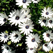 Cape Daisy Seeds - White