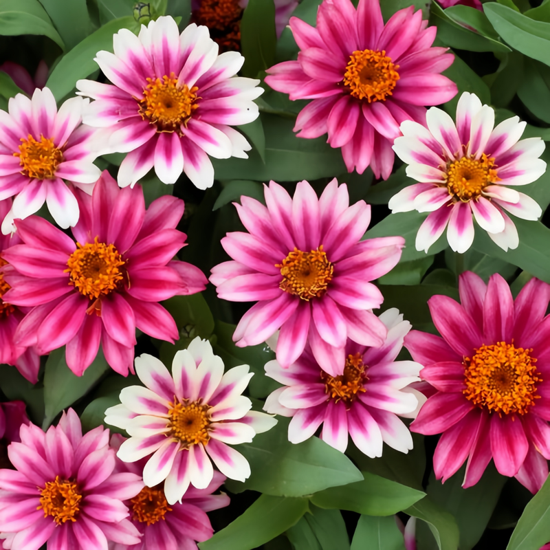 Zinnia Elegans Cherry Red Dual Color Seeds up to 50%