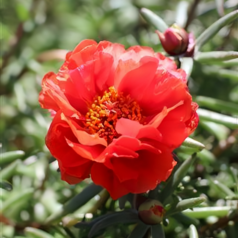 Moss Rose Seeds - Dark Red Larger Packet High Germination 300-1000 Onsaleseeds