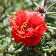 Moss Rose Seeds - Dark Red