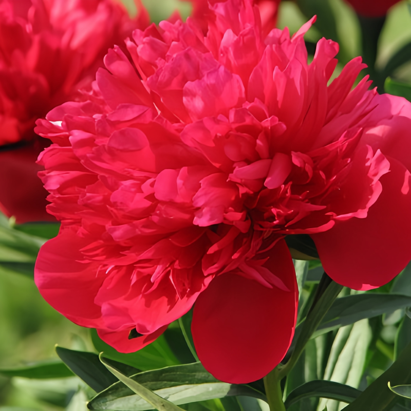 Moss Rose Seeds - Scarlet Larger Packet High Germination 300-1000 Onsaleseeds