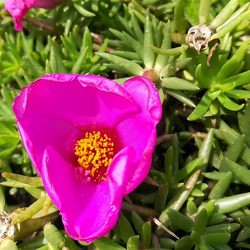 Moss Rose Seeds - Pink Larger Packet High Germination 300-1000 Onsaleseeds