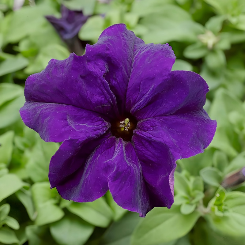 Petunia Hybrida Seeds - Purplish Red Larger Packet High Germination 1000-5000 Onsaleseeds