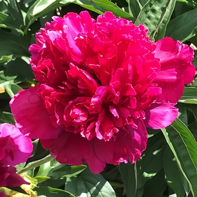 Peony