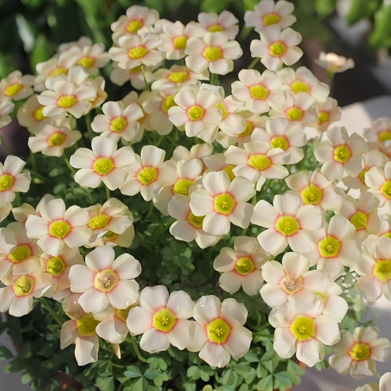 Oxalis Bulbs - Cream Puff