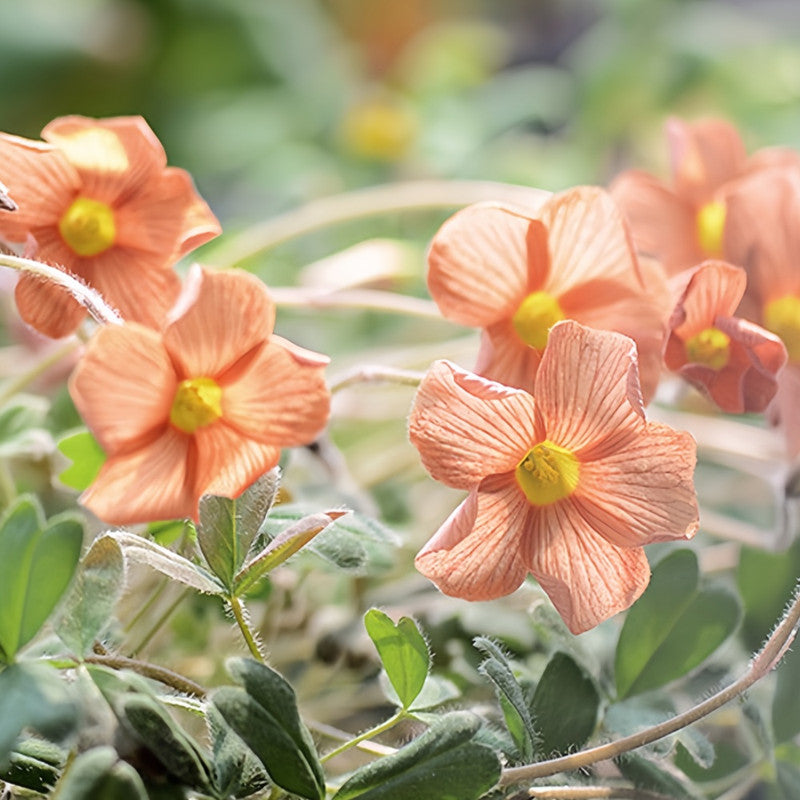Oxalis Bulbs - Rosy Glow