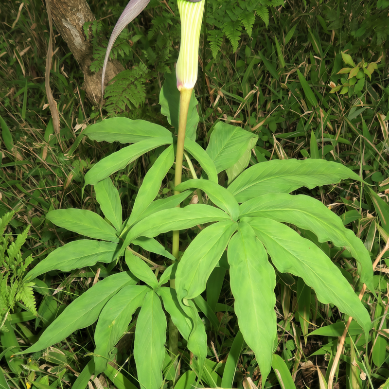 Arisaema Heterophyllum Blume Seeds - Larger Packet High Germination 400-2000 Onsaleseeds