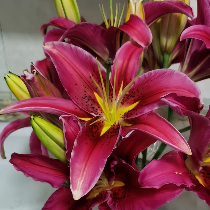 Lily Bulbs - Bacardi